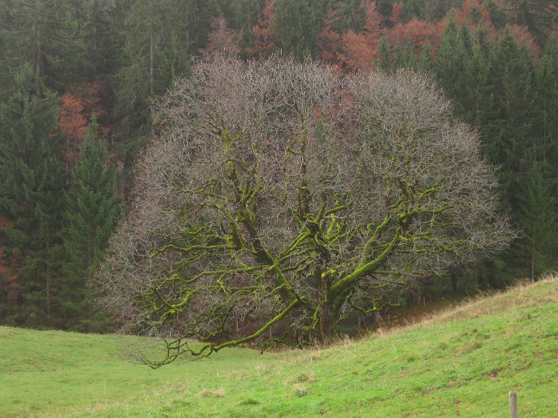 Leuchtbaum