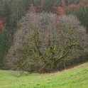 Leuchtbaum